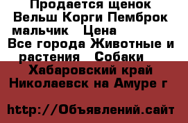 Продается щенок Вельш Корги Пемброк мальчик › Цена ­ 65 000 - Все города Животные и растения » Собаки   . Хабаровский край,Николаевск-на-Амуре г.